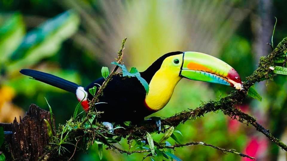 Mariposa Jungle Lodge Сан-Игнасио Экстерьер фото