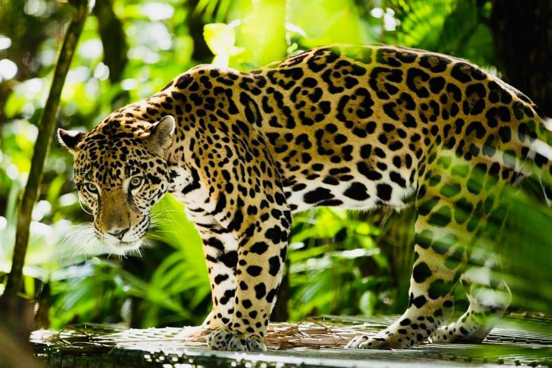 Mariposa Jungle Lodge Сан-Игнасио Экстерьер фото